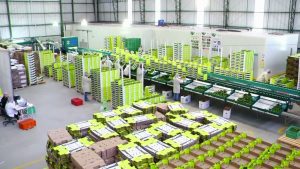 Como-la-inteligencia-artificial-esta-revolucionando-la-industria-alimentaria