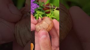 El-Jardin-del-Ocio-Plantas-Flores-y-Consejos-de-Jardineria-Relajante