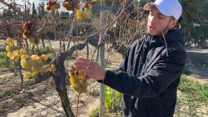 Vivir-en-Monforte-del-Cid