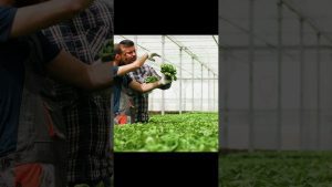 La-Revolucion-Verde-Transformacion-Agricola-y-Desarrollo-Sostenible