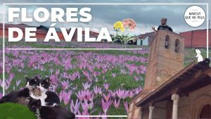 Vivir-en-Flores-de-Avila
