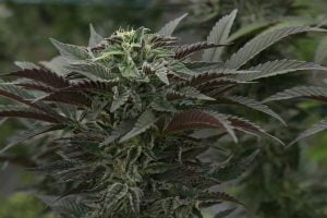 hemp-8070998_960_720