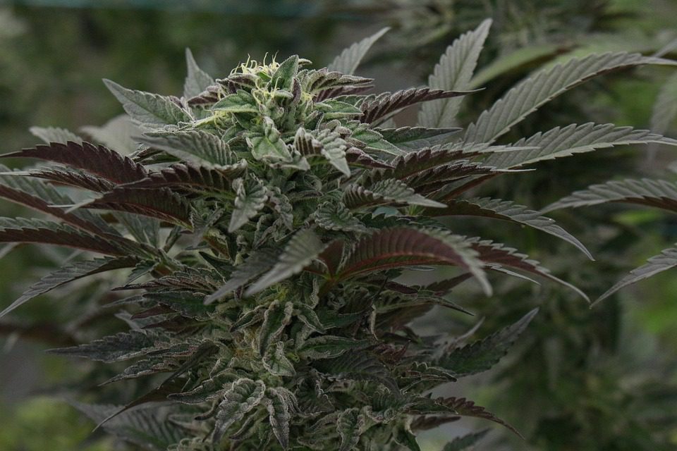hemp-8070998_960_720 | Diario Digital XXI hemp-8070998_960_720