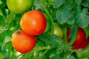 tomates - IP