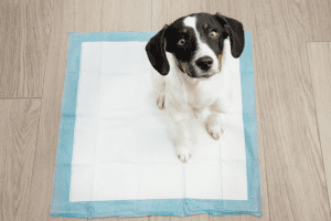 adiestramiento de cachorros - IP (1)