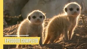 Cómo encontrar un hogar en un vecindario amigable con las mascotas