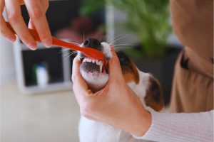 odontologia canina - IP