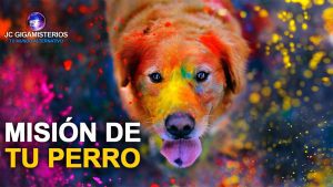 Cómo la presencia de mascotas influye en la elección de vivienda