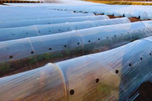 plásticos y mallas para invernaderos - IP