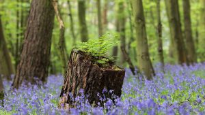 Beneficios de vivir cerca de la naturaleza en áreas rurales