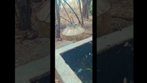 Cómo la vida en el campo ofrece una mayor conexión con la naturaleza