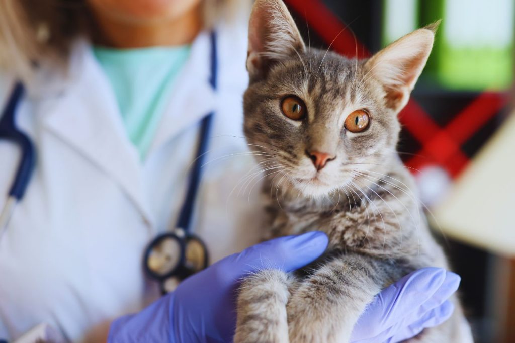 676000 - Veto Valles