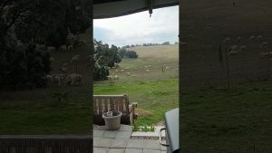 Cómo la vida en el campo ofrece un mercado menos saturado