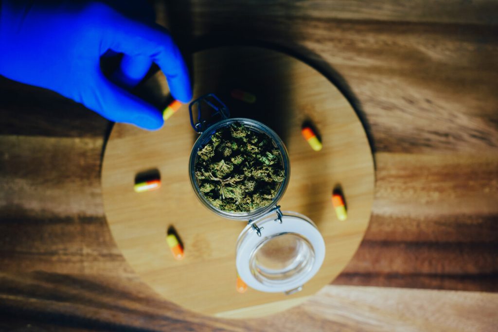 Marijuana in medicine and treatment. Marijuana buds in the hands | Diario Digital XXI Marijuana in medicine and treatment. Marijuana buds in the hands